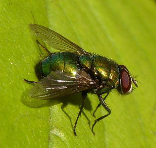 Lucilia sp.